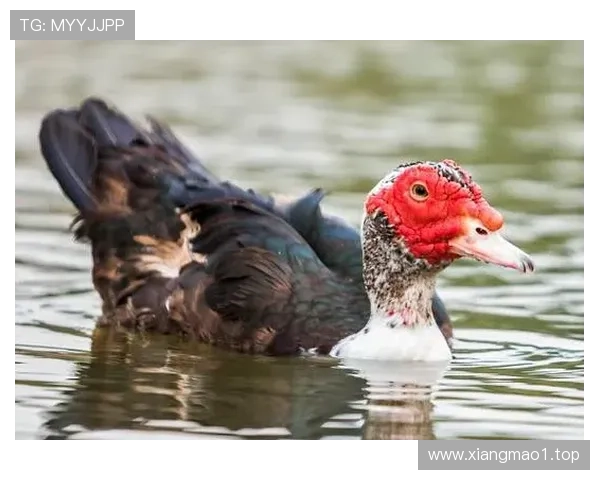 嫩鸭能否逆袭老鸡成为新王？